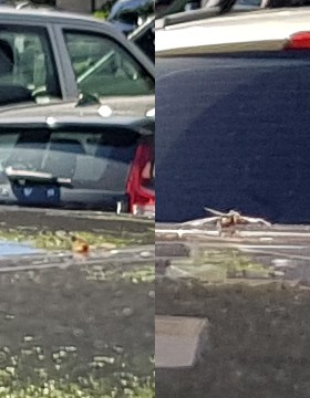 Tote Insekten auf schwarzem Autodach